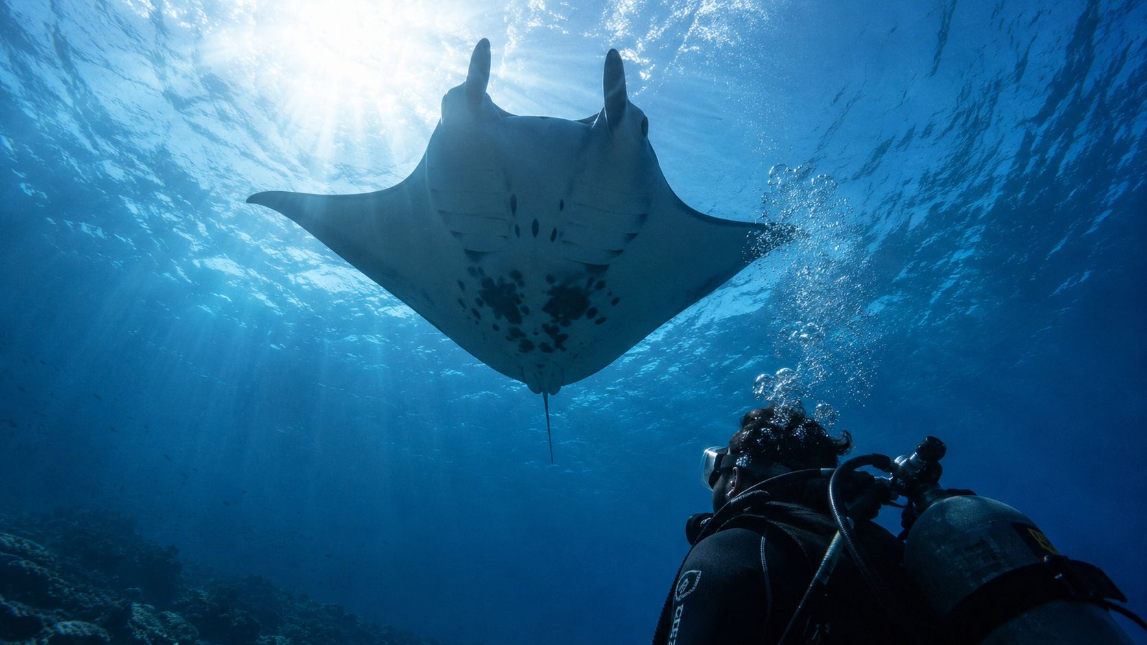 A scuba diver swims underwater below a large manta ray in the clear blue ocean.
