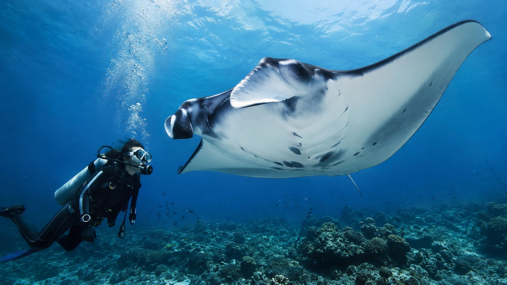 A scuba diver swims underwater alongside a graceful giant manta ray in the deep blue ocean.