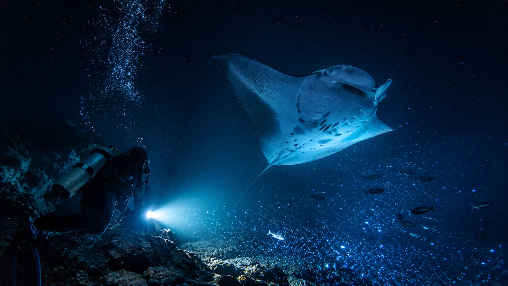 A scuba diver explores the dark ocean depths while illuminated by a giant manta ray swimming nearby.