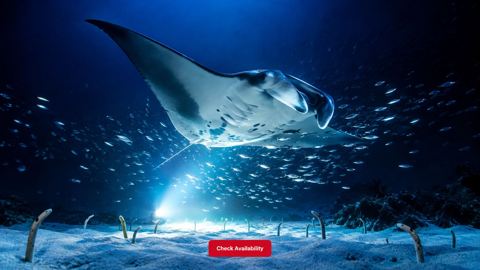 A majestic manta ray swimming above a sandy ocean floor filled with garden eels at night.
