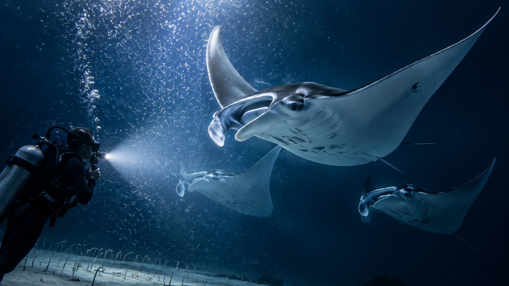 A scuba diver illuminates a group of majestic manta rays swimming underwater near the sandy sea floor.