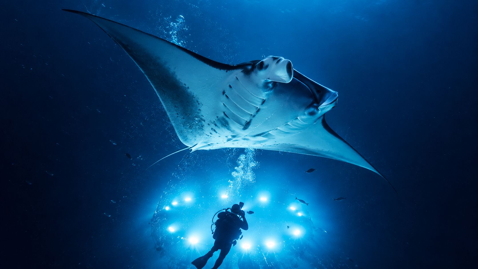 A scuba diver photographing a giant manta ray illuminated by bright circular underwater lights in deep ocean.