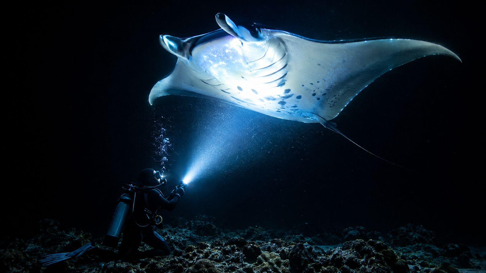 A scuba diver illuminates a graceful manta ray gliding through the dark ocean waters at night.