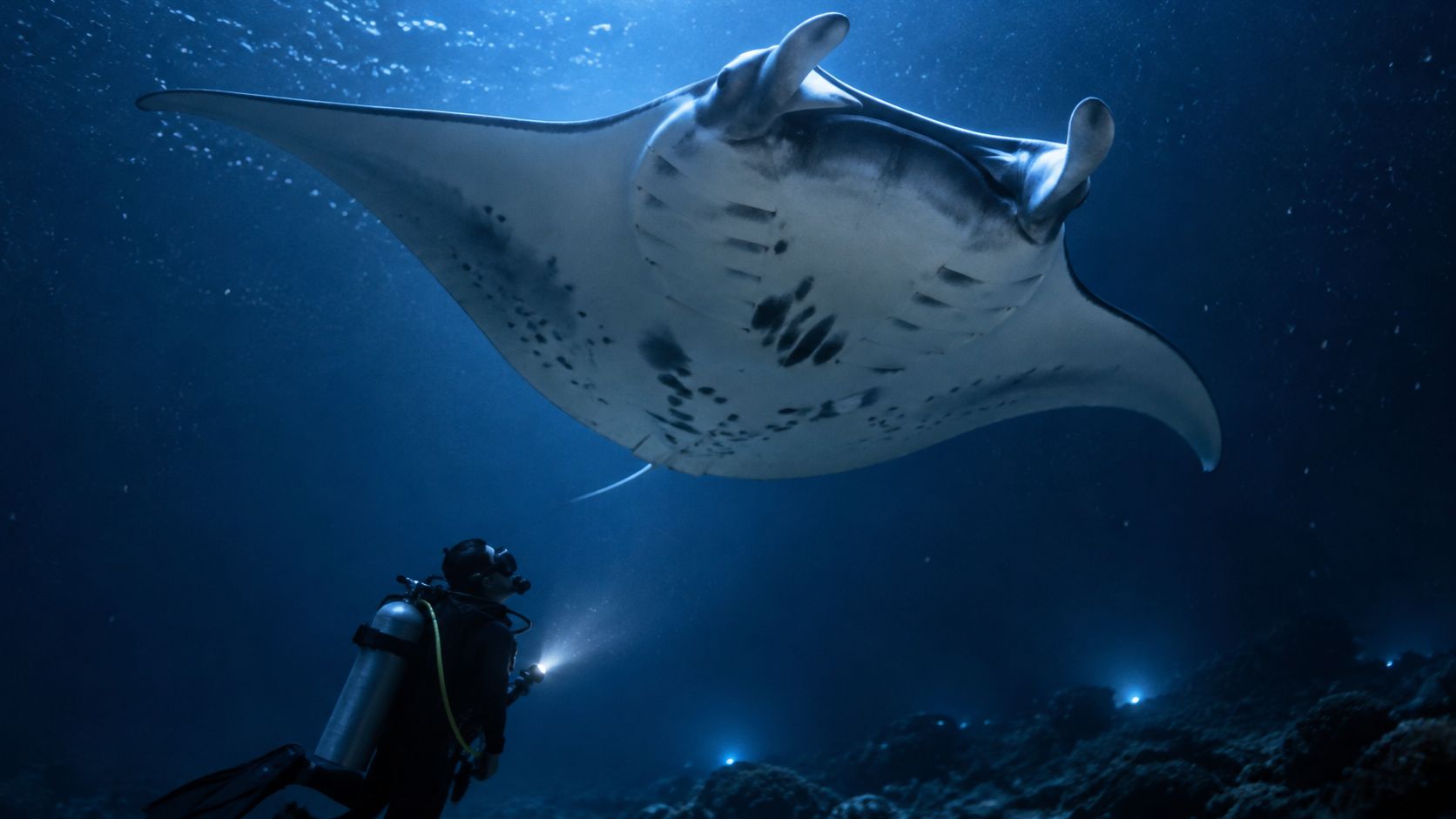 A scuba diver explores the underwater environment at night while a giant manta ray swims overhead.
