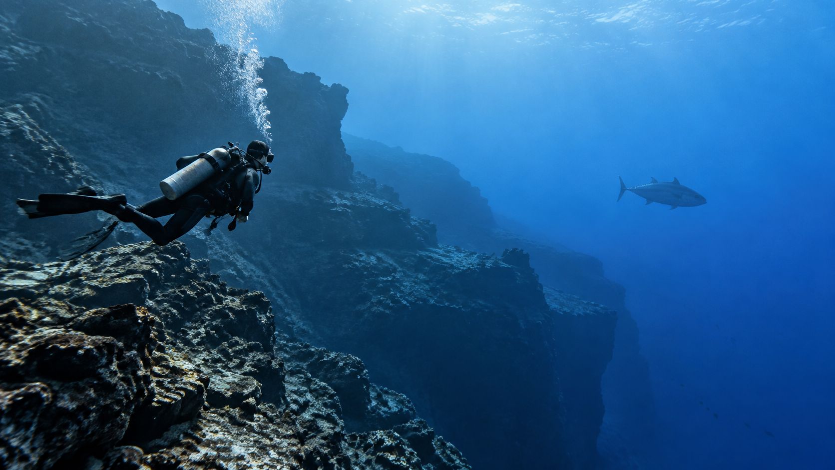A scuba diver swimming along a deep rocky underwater drop-off while a large tuna swims nearby.