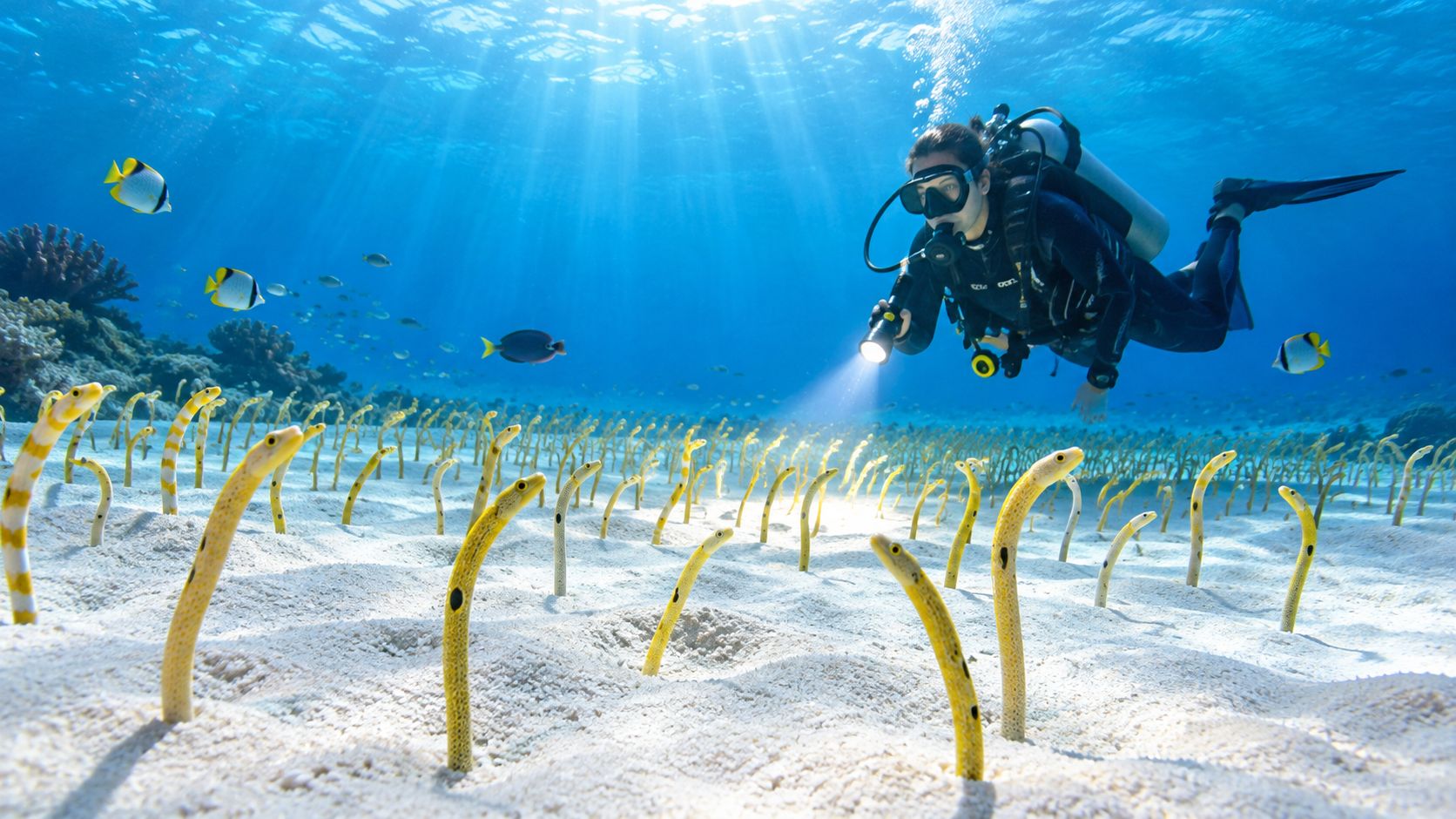 A scuba diver explores a sandy seabed filled with numerous garden eels under bright underwater sunlight.