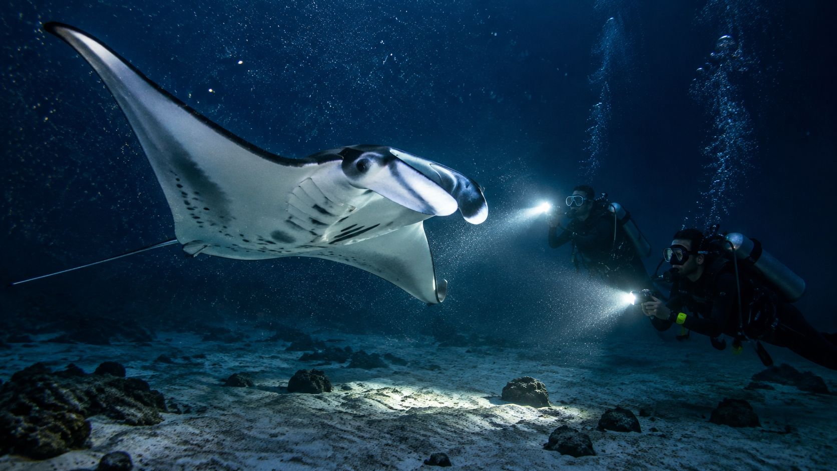 Two scuba divers using underwater flashlights to observe a graceful manta ray swimming over the ocean floor.