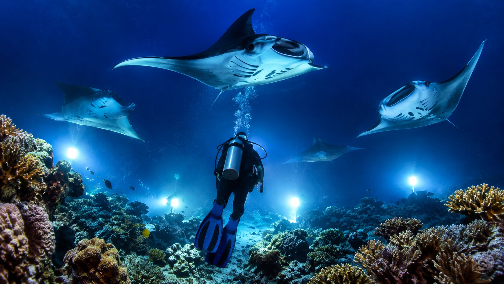 A scuba diver explores a vibrant coral reef surrounded by graceful manta rays in deep blue water.