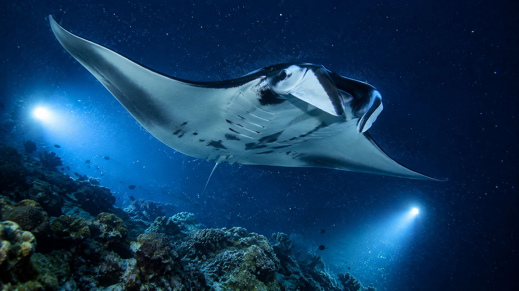 A majestic manta ray swims gracefully through dark ocean waters near a vibrant coral reef at night.