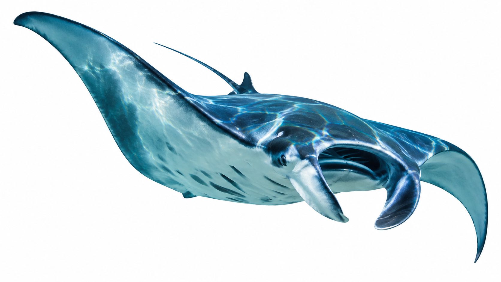 A majestic manta ray swimming gracefully through clear blue ocean waters on a white background.