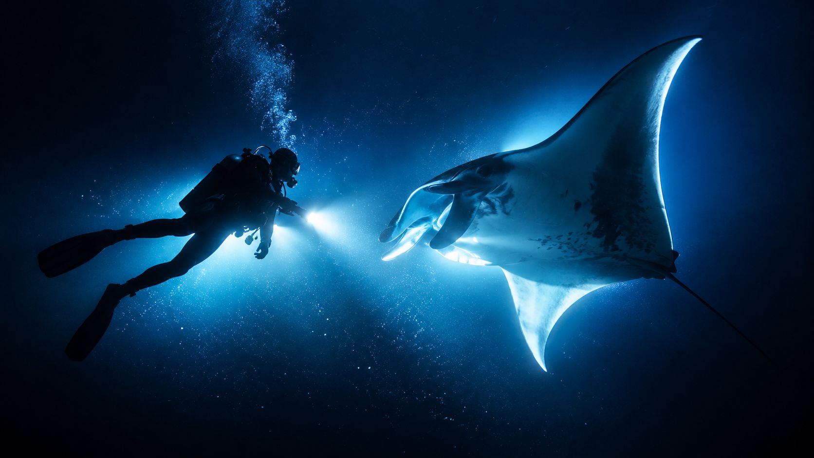 A scuba diver illuminates a giant manta ray during a deep night dive in dark blue water.