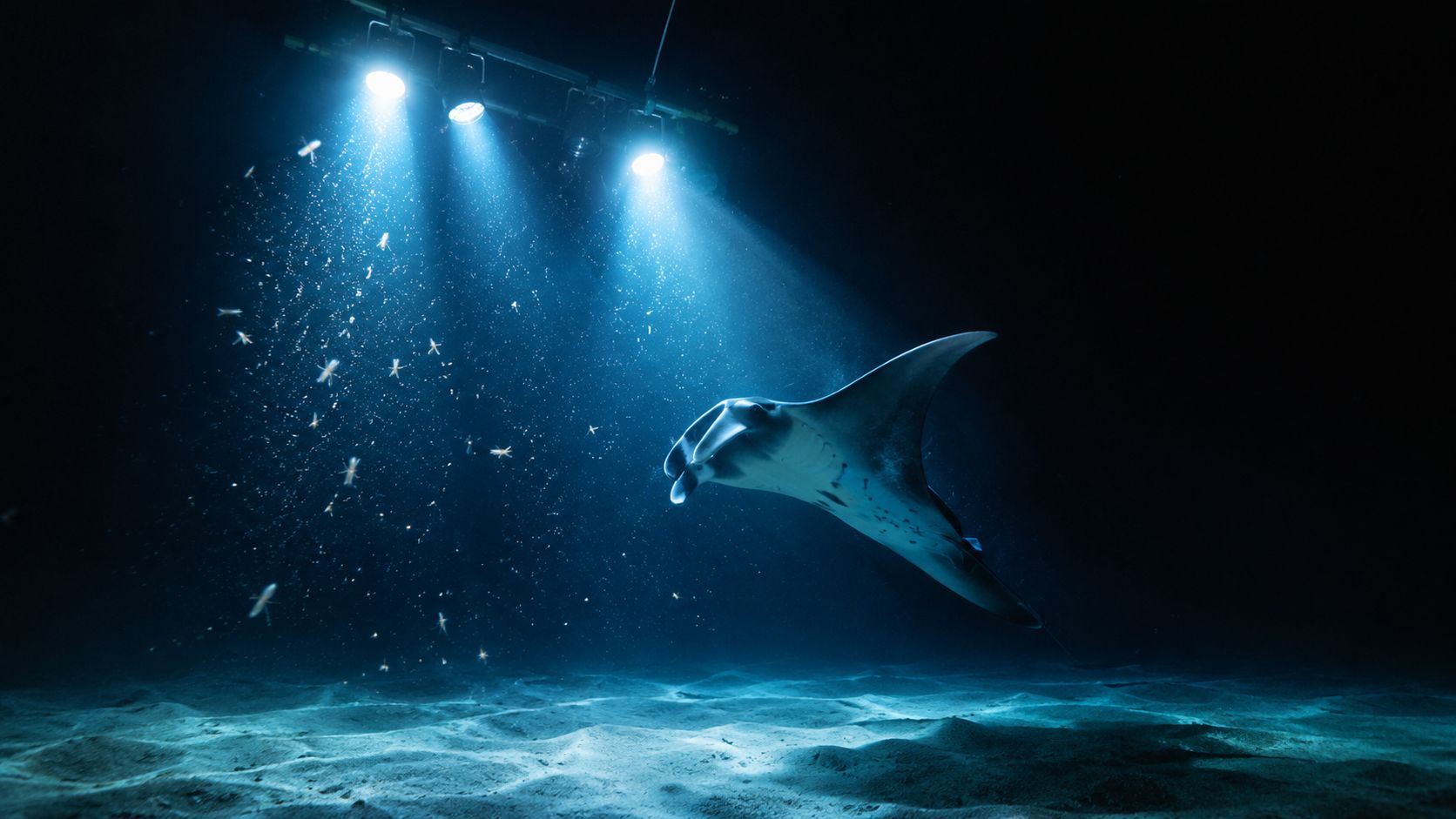 A majestic manta ray swimming underwater at night illuminated by bright overhead lights with scattered plankton particles.