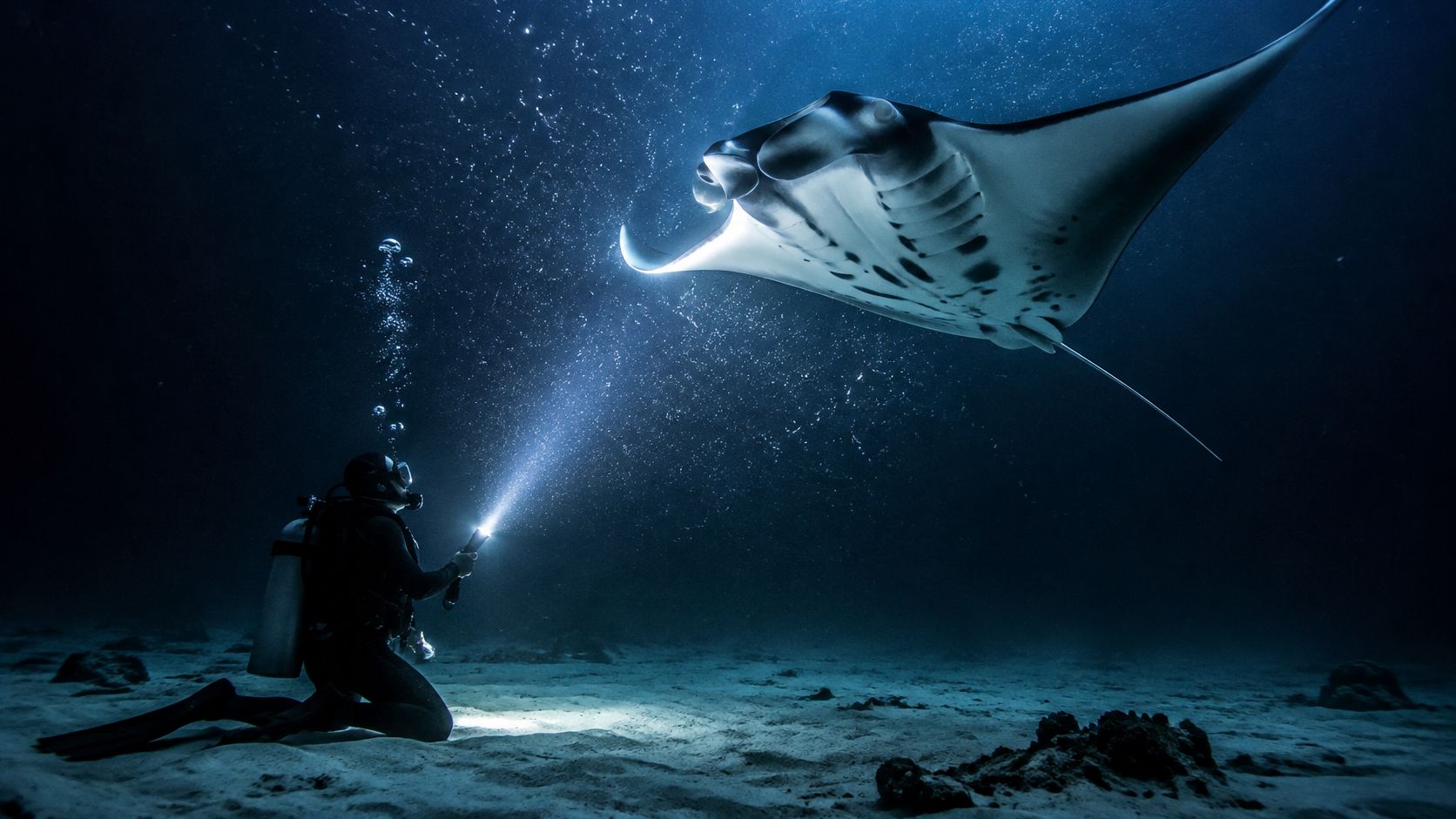 A scuba diver kneeling on the sandy ocean floor shines a flashlight at a giant manta ray.