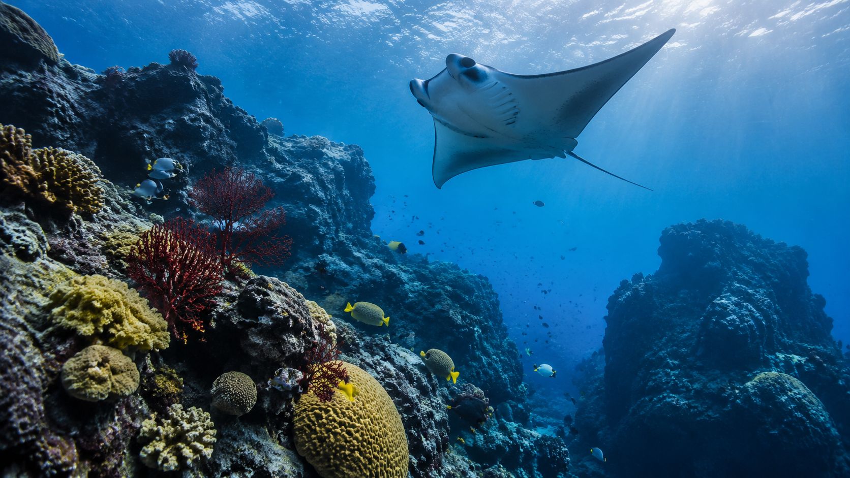 A majestic manta ray swimming above a vibrant coral reef in clear blue tropical ocean water.