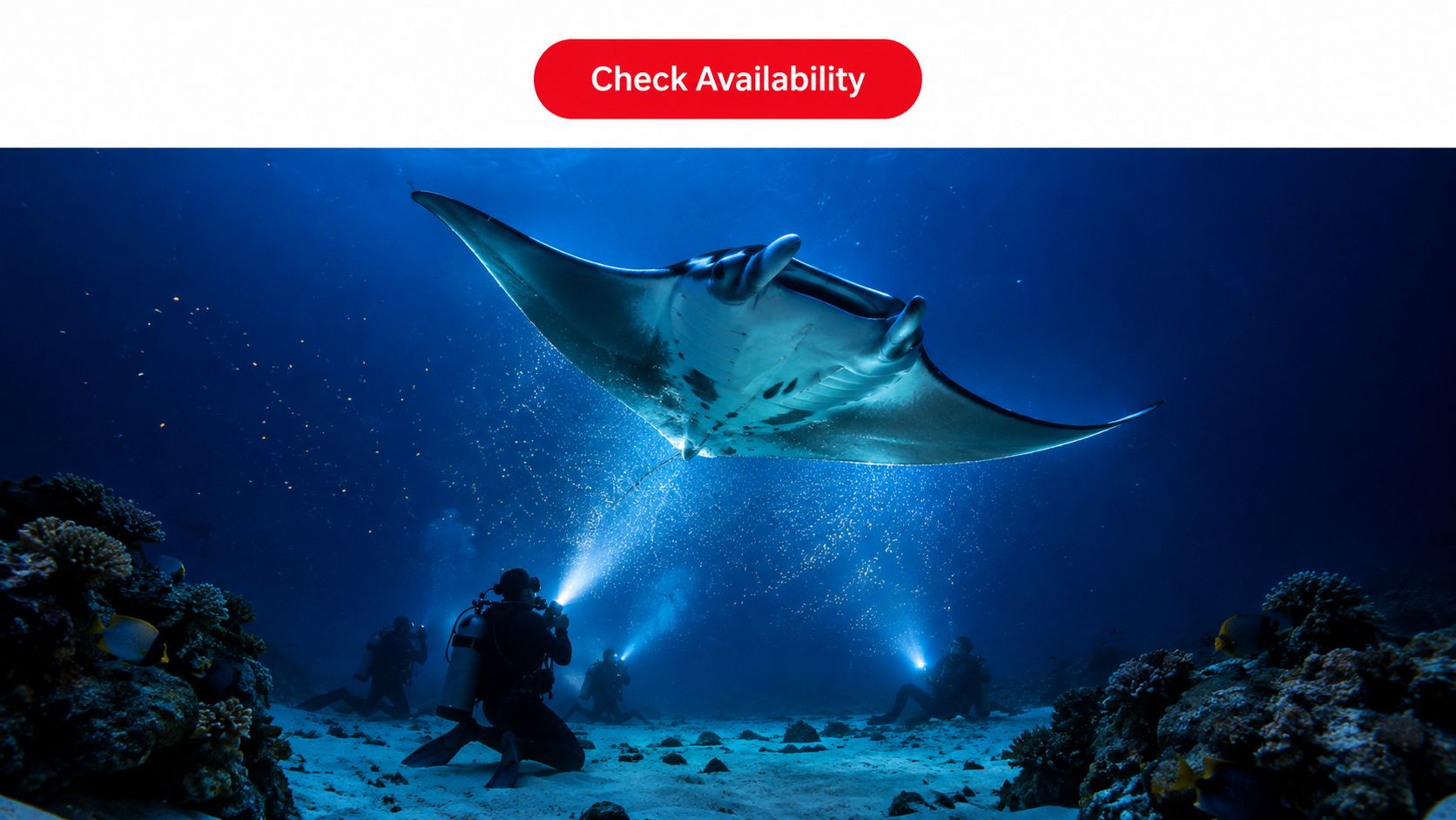 Scuba divers use underwater flashlights to illuminate a large manta ray gliding through the deep ocean.