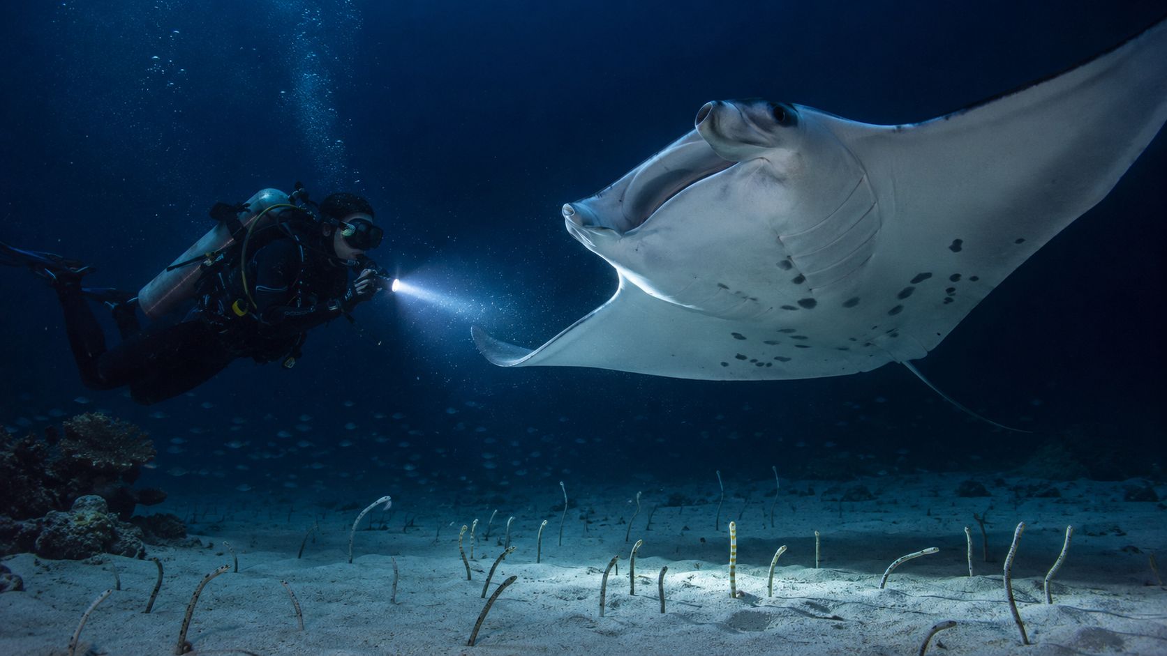 A scuba diver explores the underwater depths at night while encountering a majestic manta ray swimming nearby.
