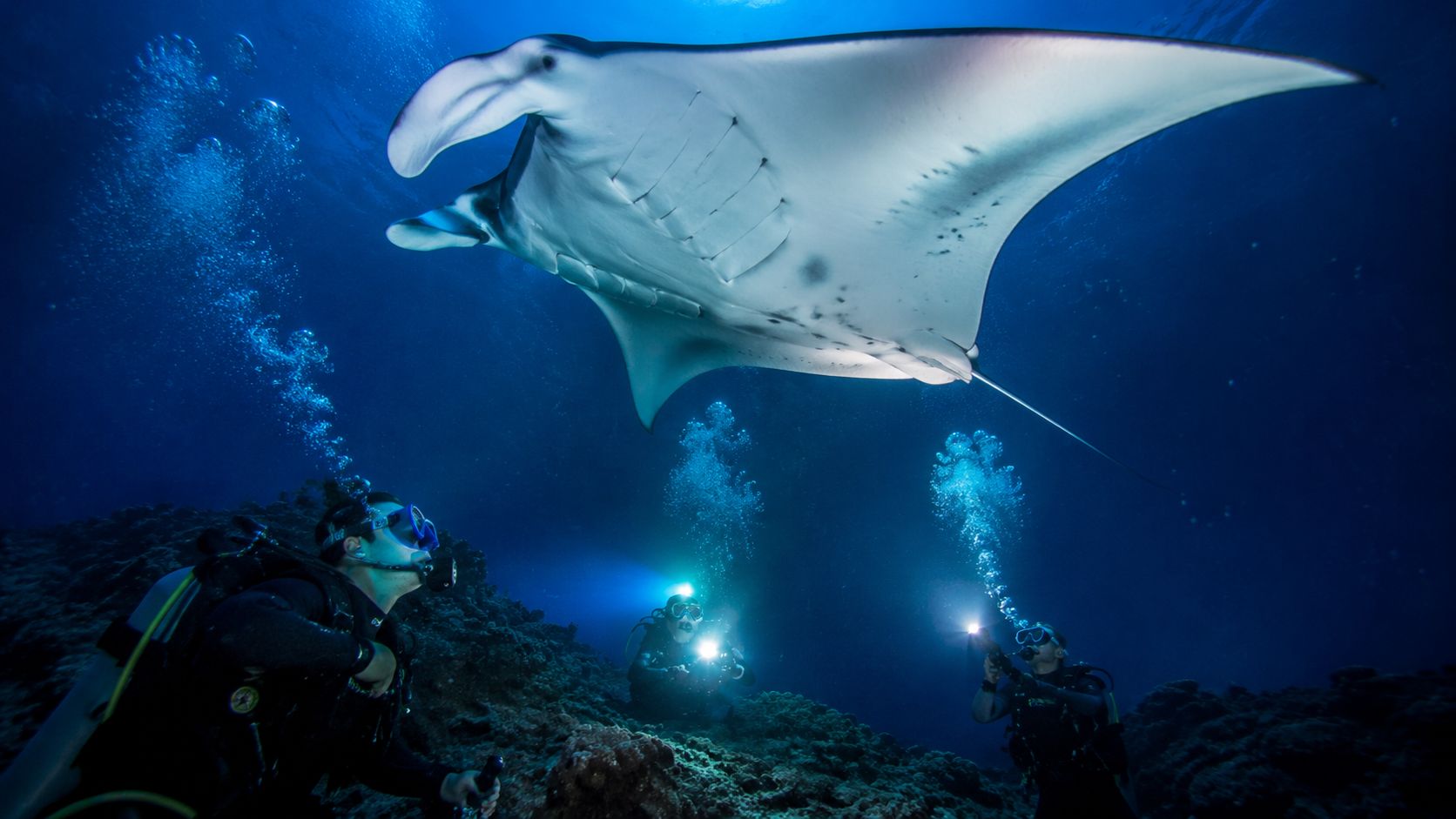 Scuba divers swimming underwater and observing a large manta ray gliding through the dark blue ocean.