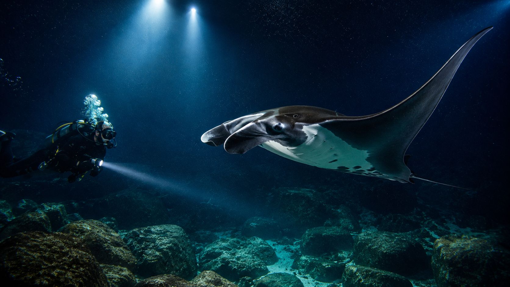 A scuba diver illuminates a graceful manta ray swimming through deep dark ocean waters at night.