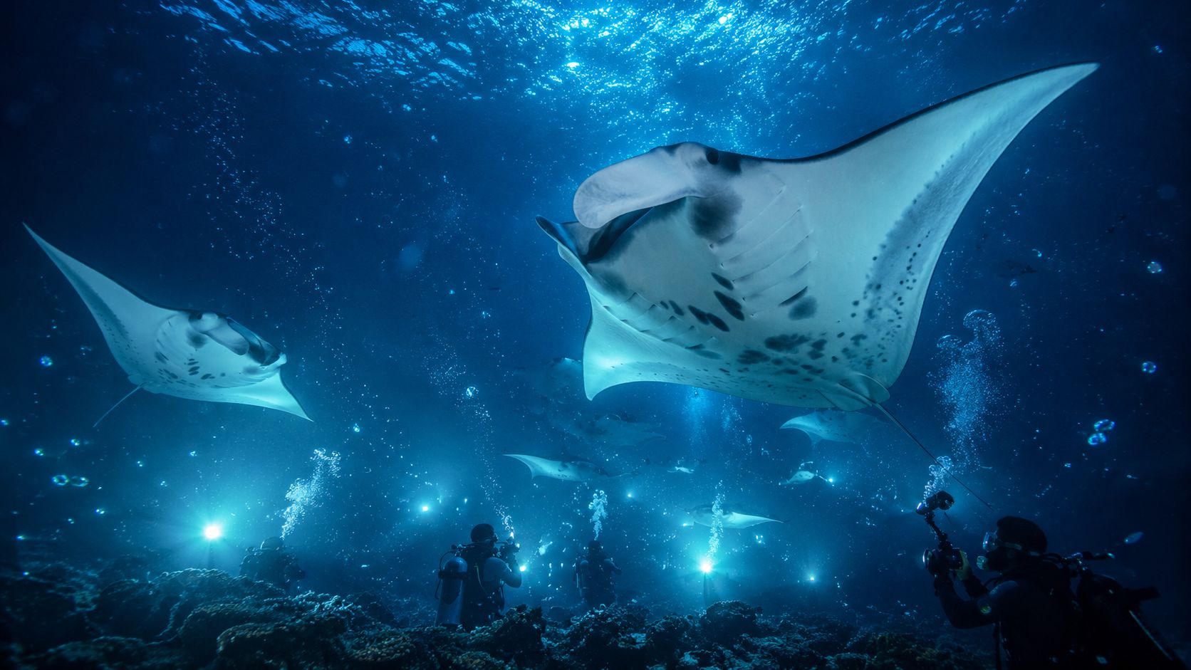 Scuba divers capturing photographs of majestic manta rays swimming in the deep blue ocean waters.