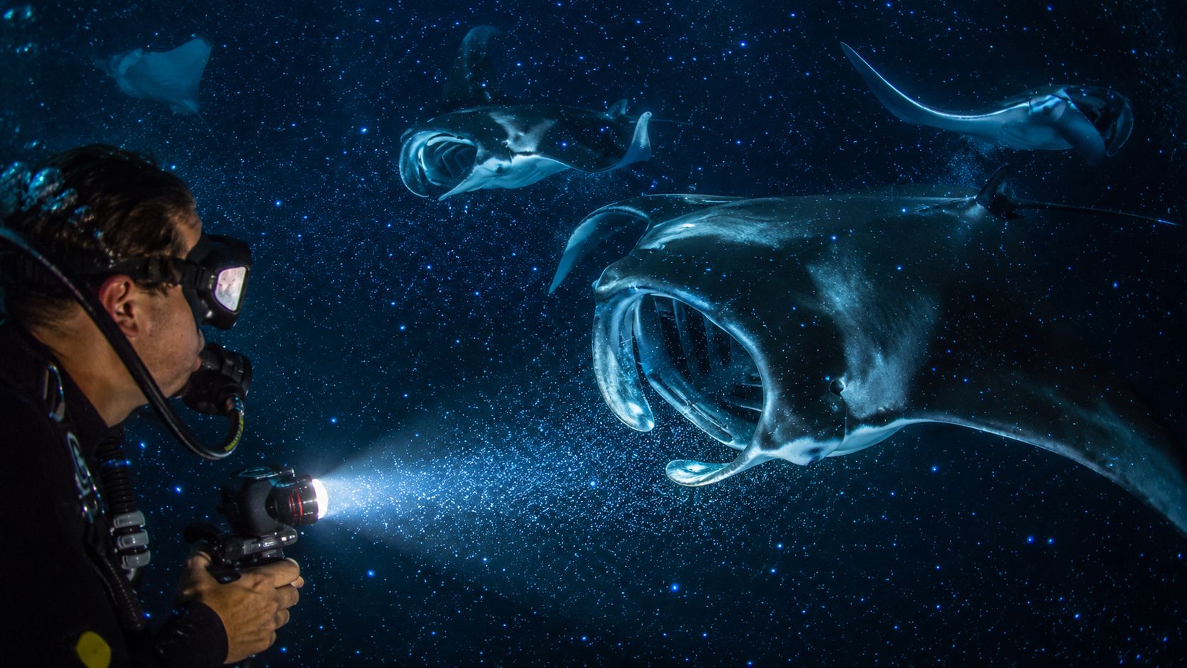 A scuba diver explores the dark ocean, using a bright flashlight to observe graceful manta rays swimming nearby.