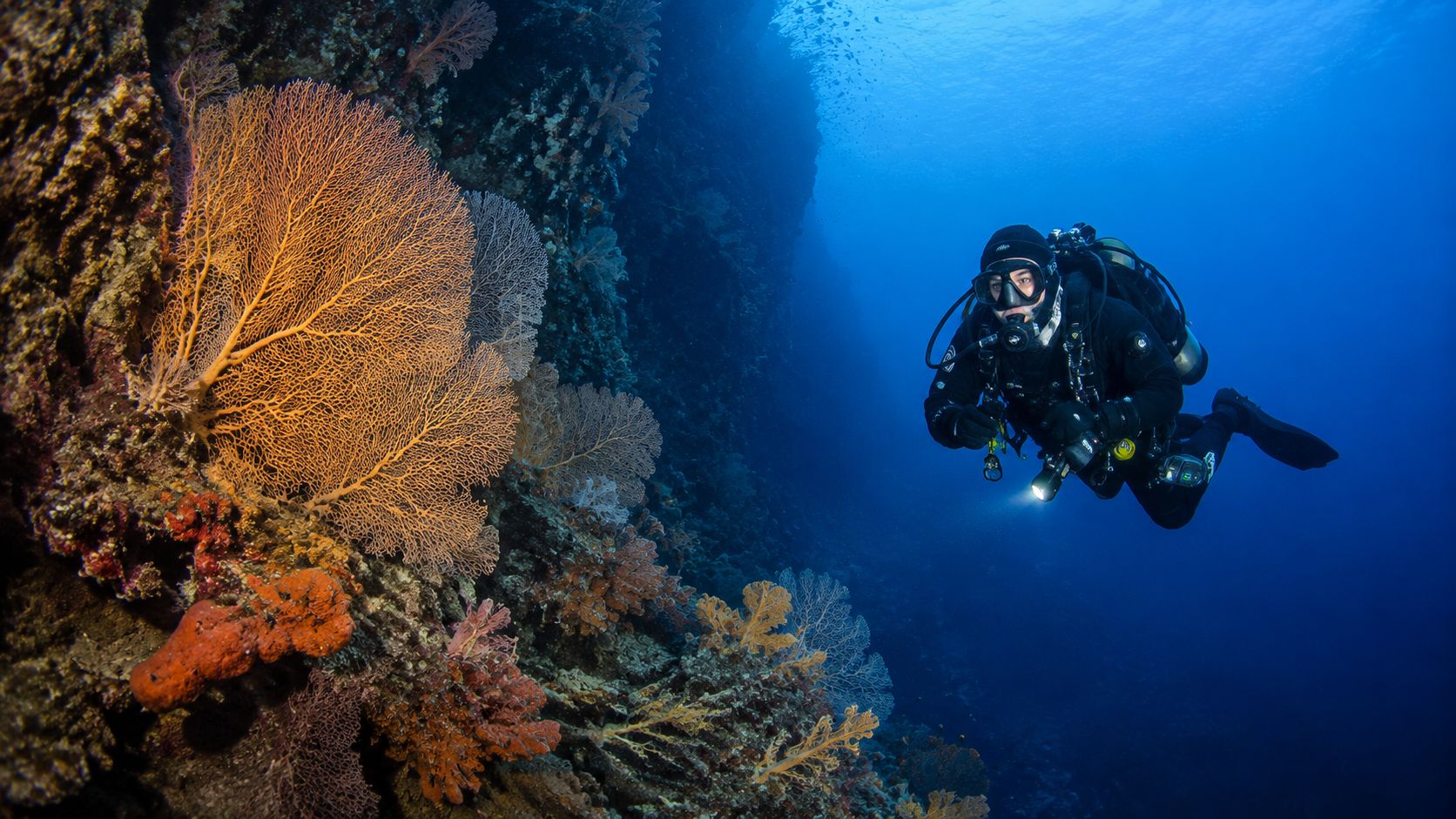A scuba diver explores a vibrant coral wall with large yellow sea fans in deep blue water.
