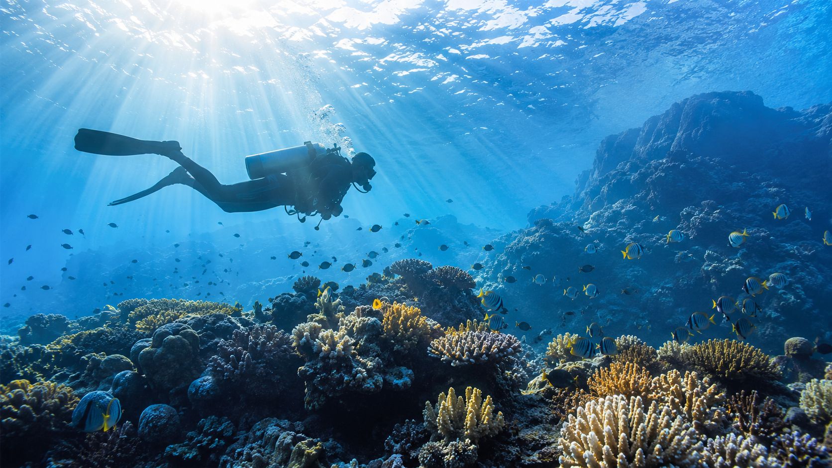 A scuba diver explores a vibrant coral reef teeming with colorful tropical fish under bright sunlight.