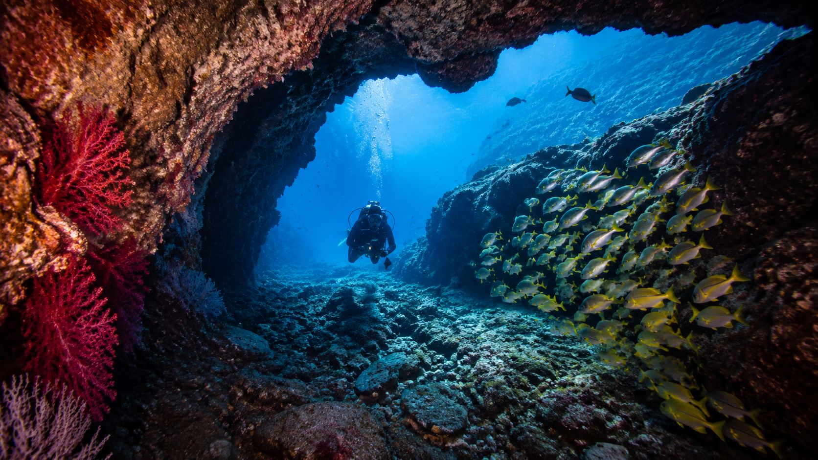 A scuba diver swimming through an underwater sea cave surrounded by a school of bright yellow fish.