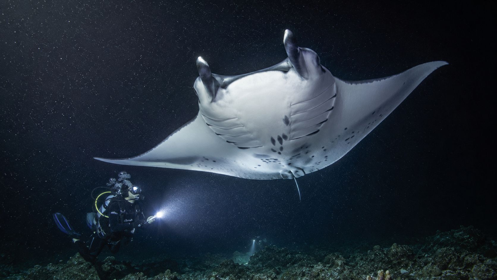 A scuba diver explores the deep ocean at night near a large, graceful manta ray.