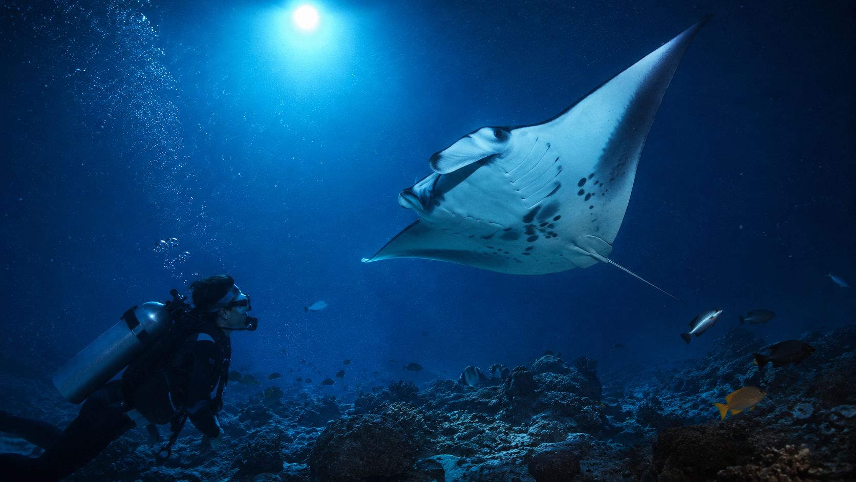 A scuba diver swims underwater near a large manta ray in the deep blue ocean.