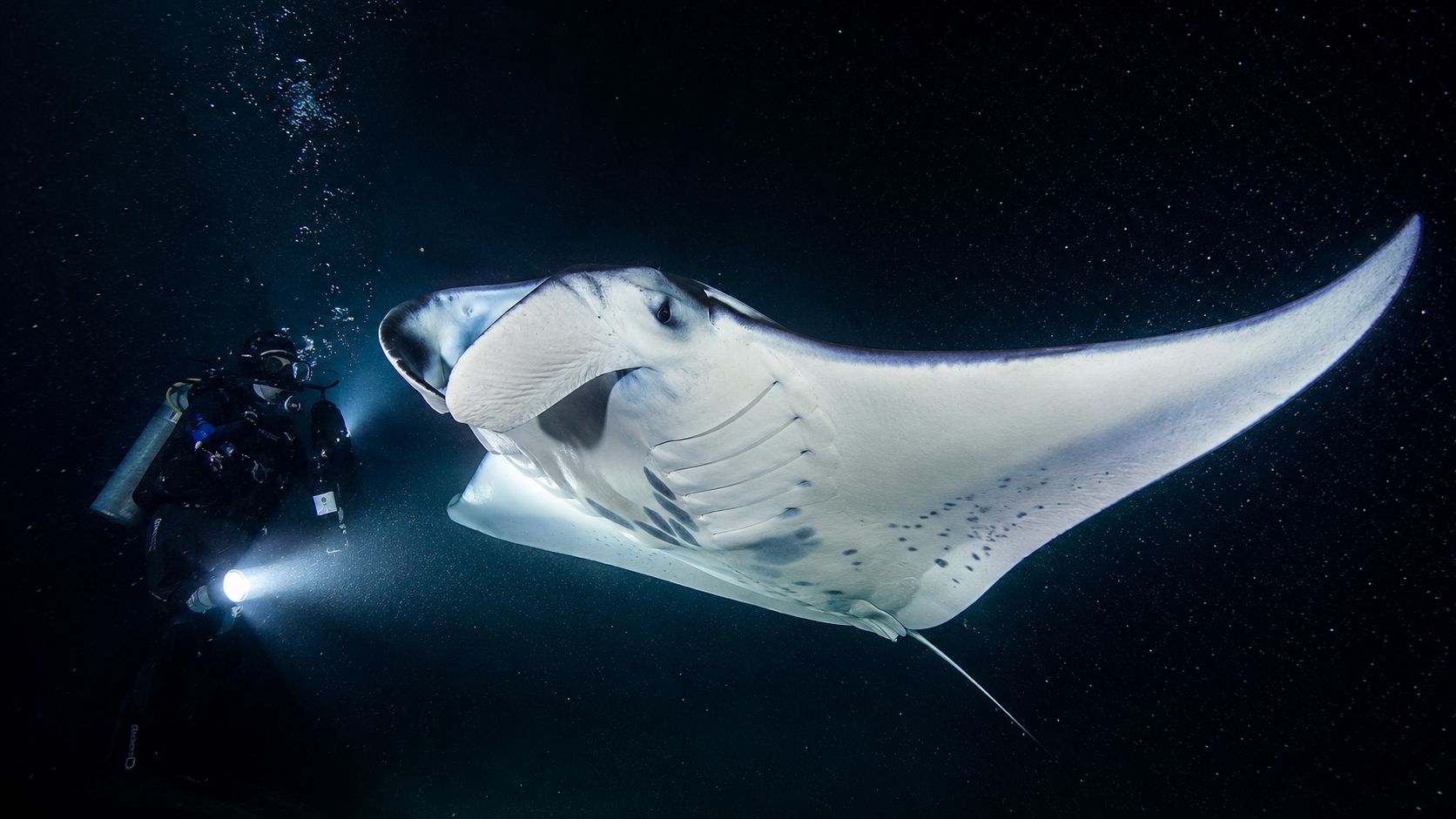 A scuba diver explores the dark ocean depths while encountering a majestic giant manta ray swimming nearby.