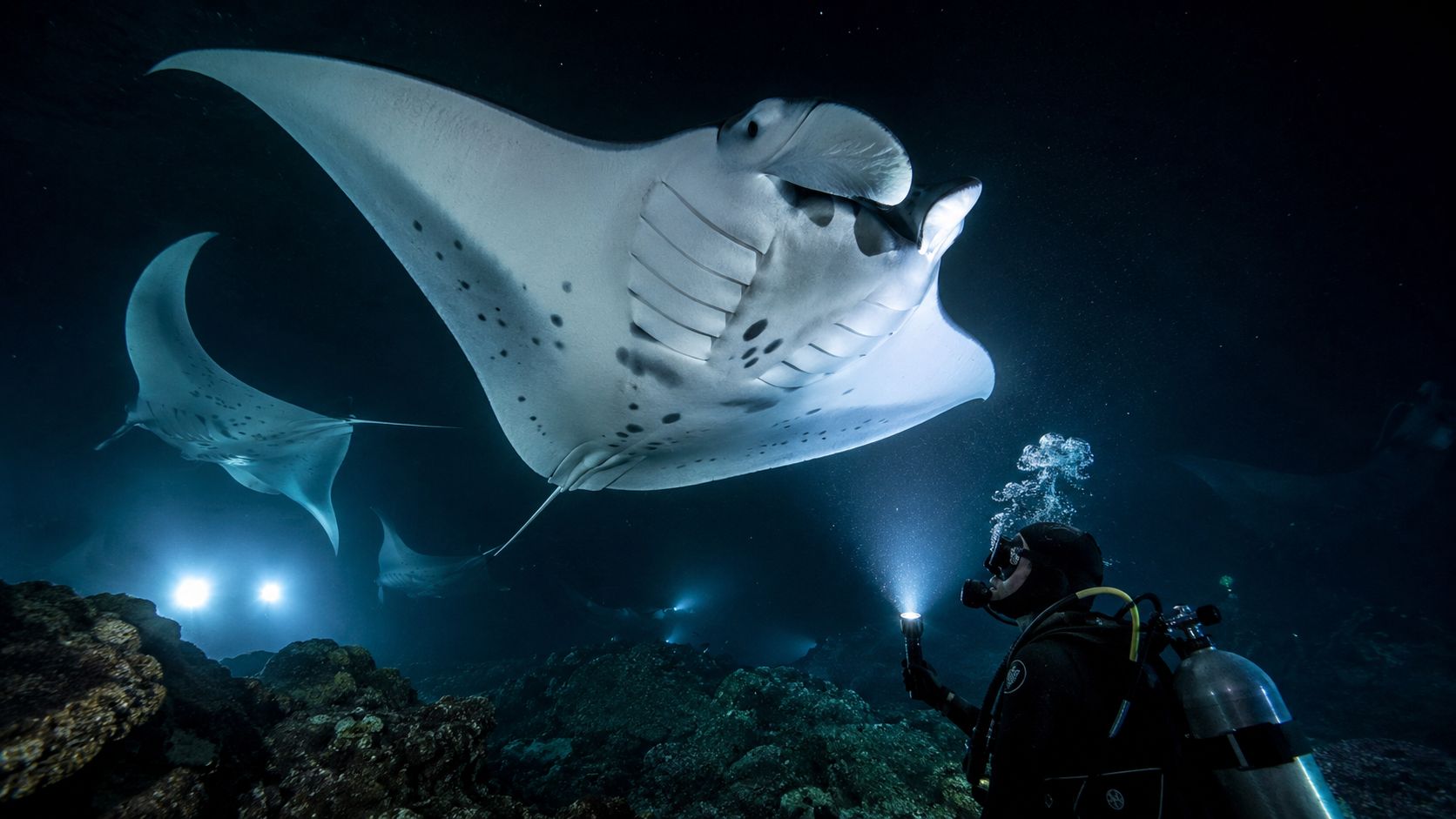 A scuba diver explores the underwater depths at night while surrounded by graceful giant manta rays.
