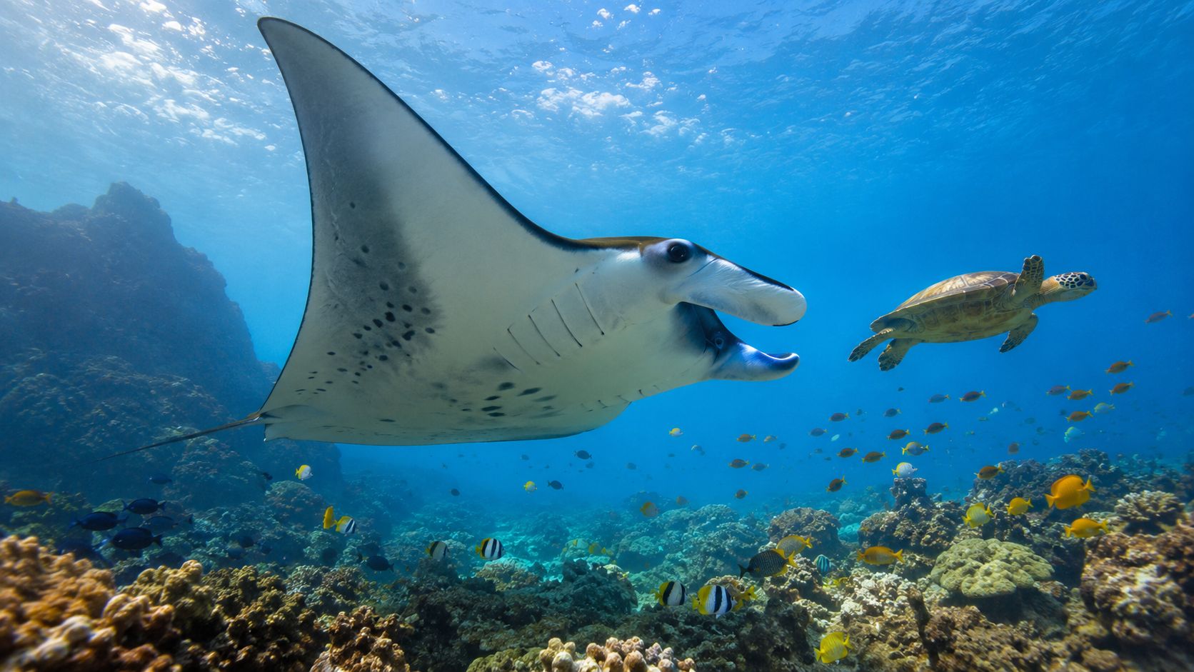 A majestic manta ray glides through clear blue water near a sea turtle and tropical reef fish.