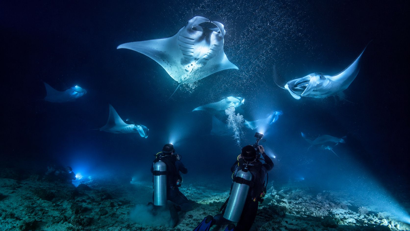 Scuba divers use underwater lights to photograph giant manta rays swimming in the deep blue ocean