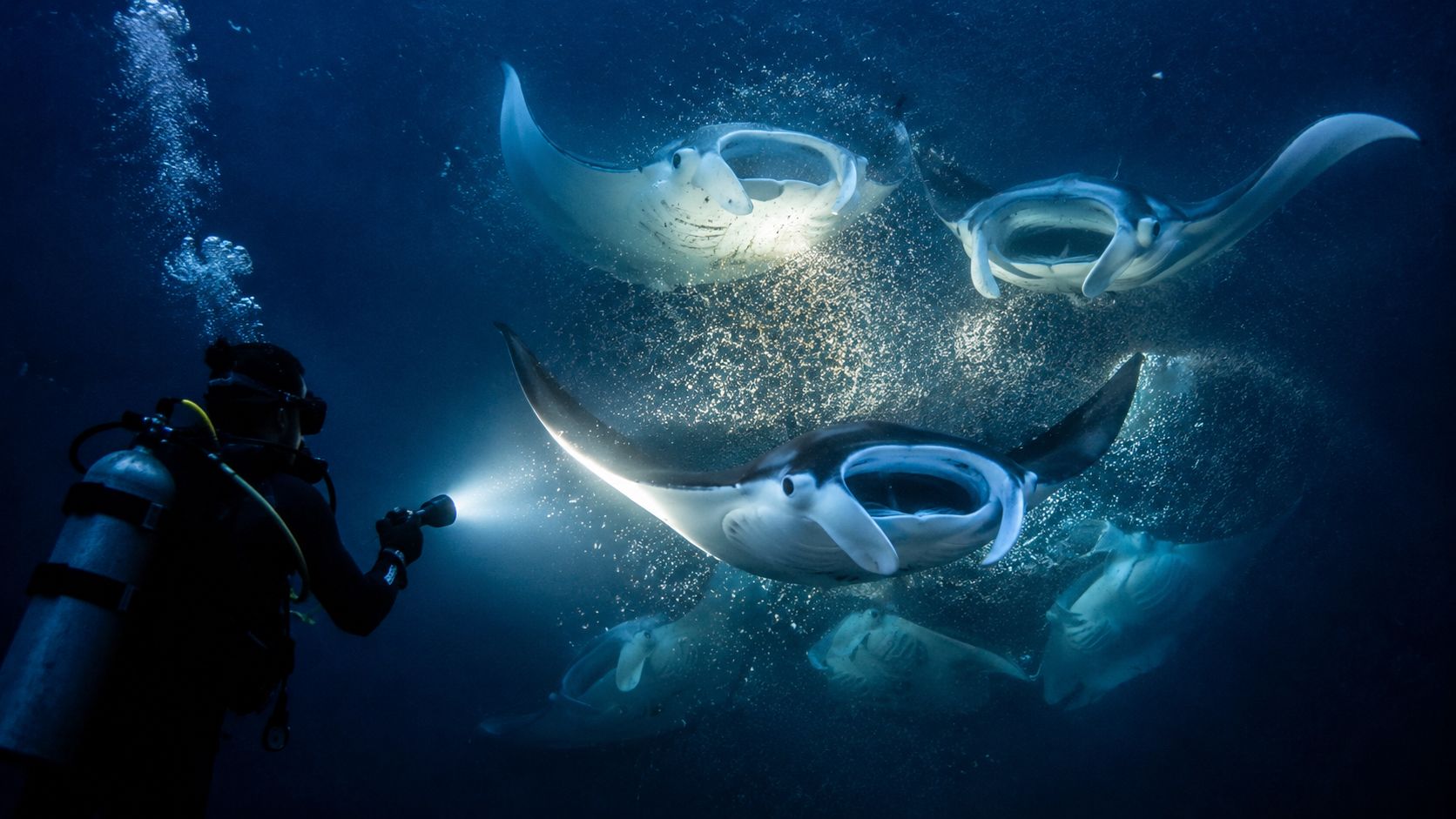 A scuba diver explores the dark ocean depths while illuminated by a torchlight alongside several manta rays