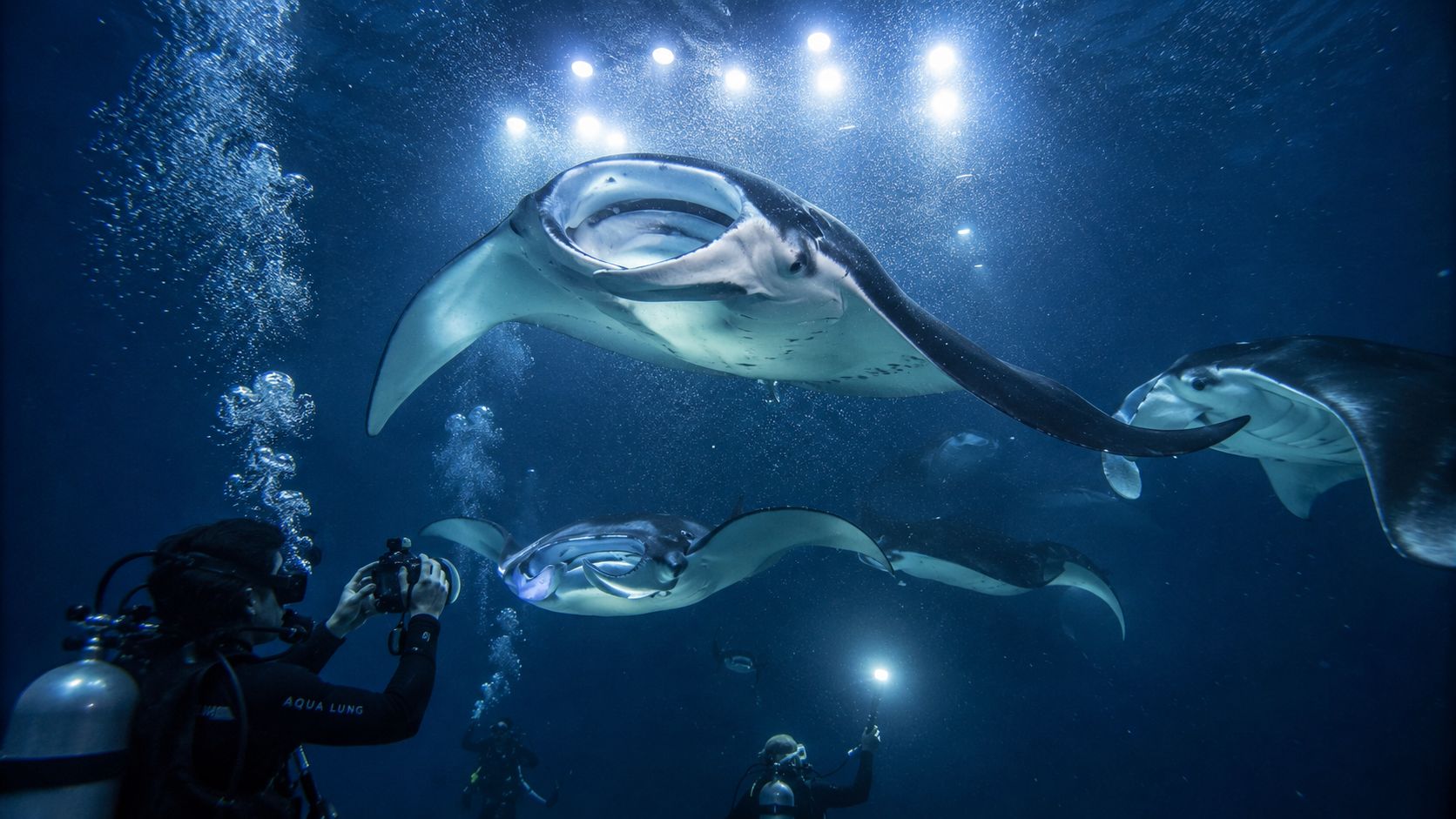 Scuba divers capturing photos of graceful manta rays swimming in the deep blue ocean at night.