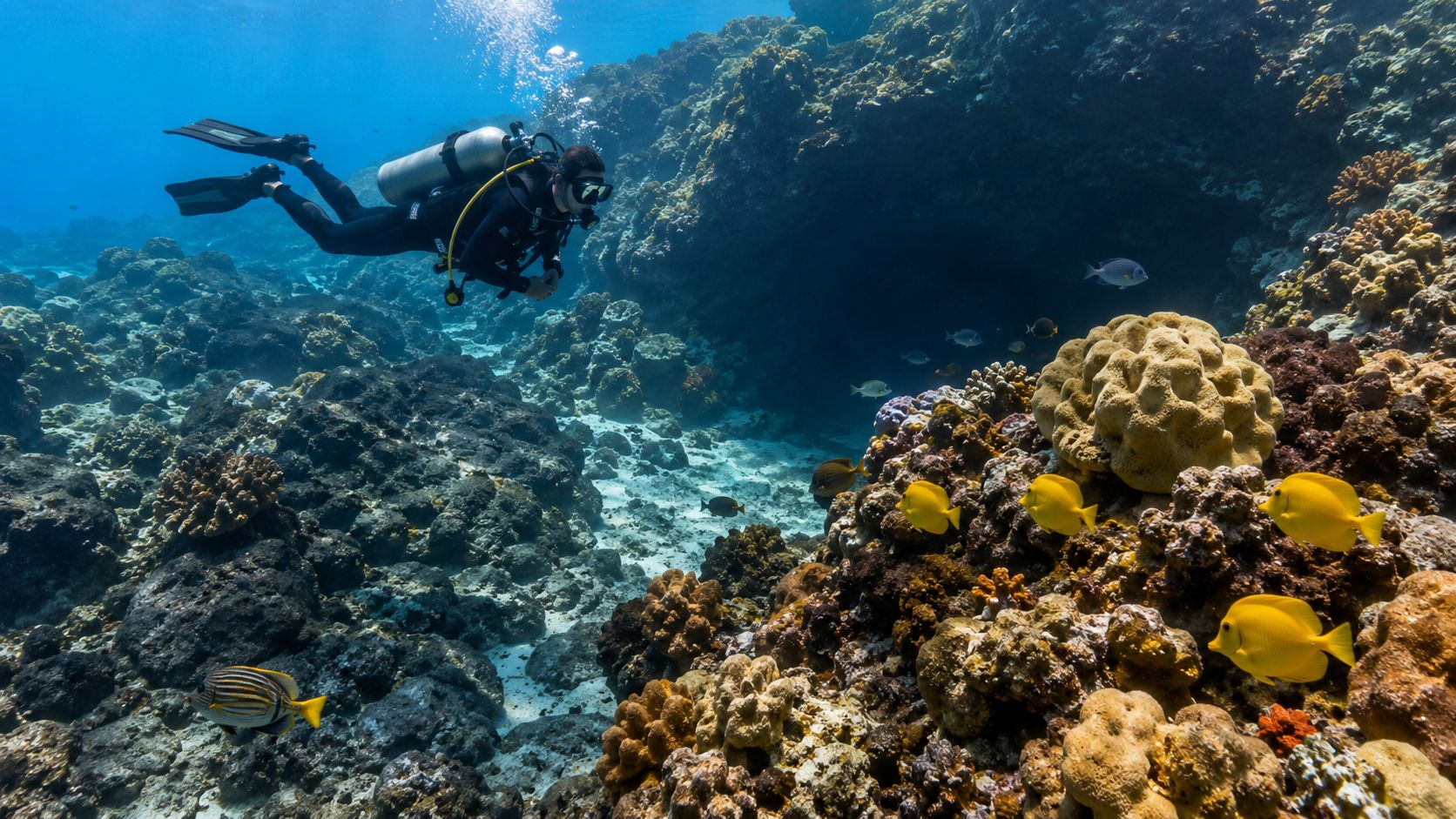 A scuba diver explores a colorful coral reef teeming with tropical fish near the Big Island.