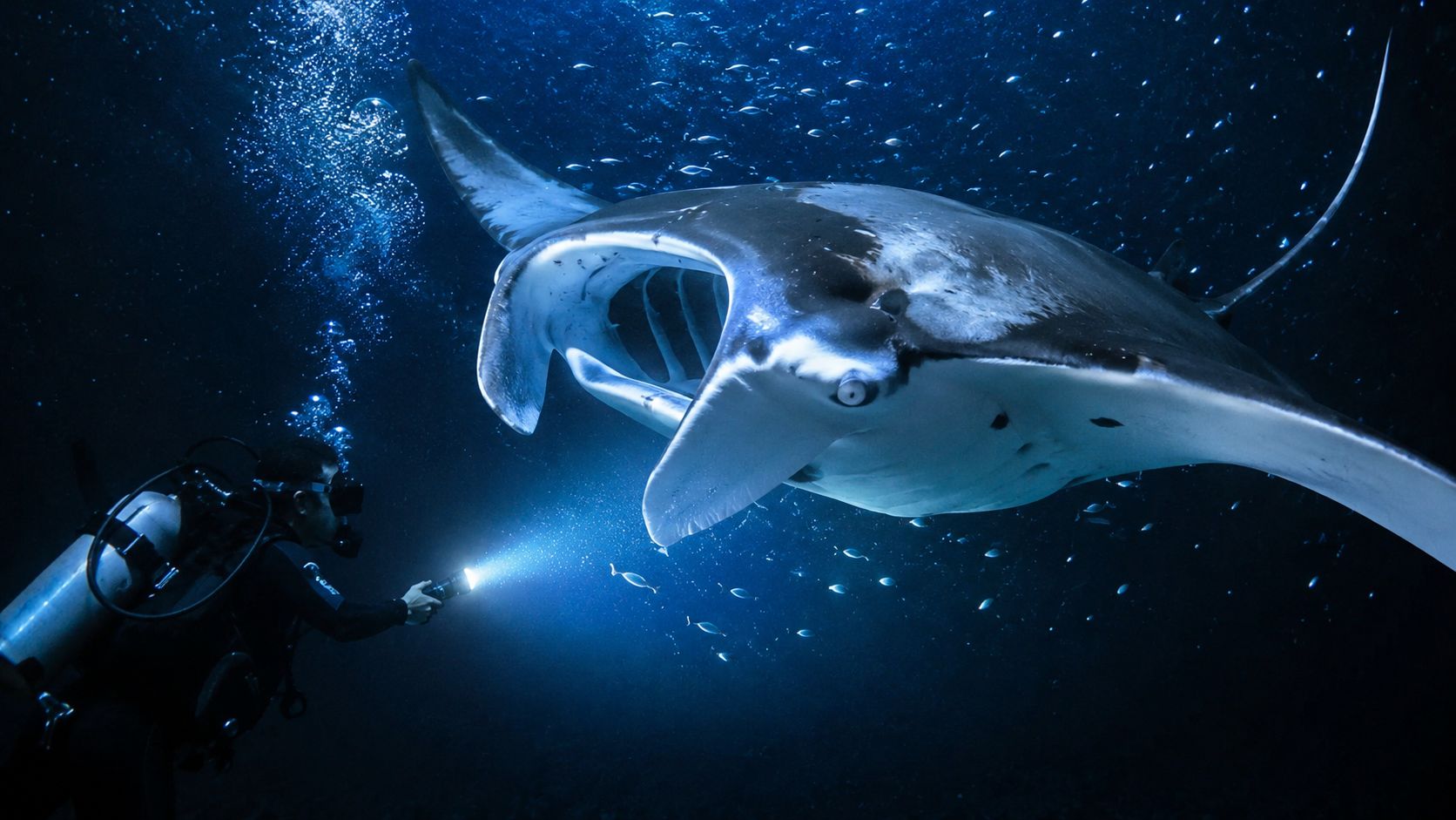 A scuba diver illuminates a giant manta ray swimming gracefully through dark blue ocean waters at night.