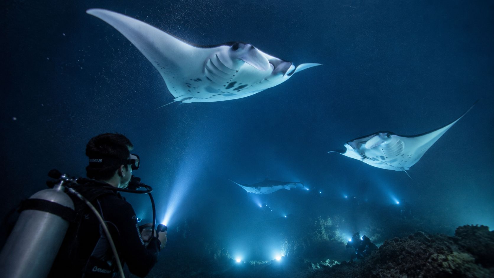 A scuba diver illuminates manta rays swimming gracefully through the dark ocean waters at night