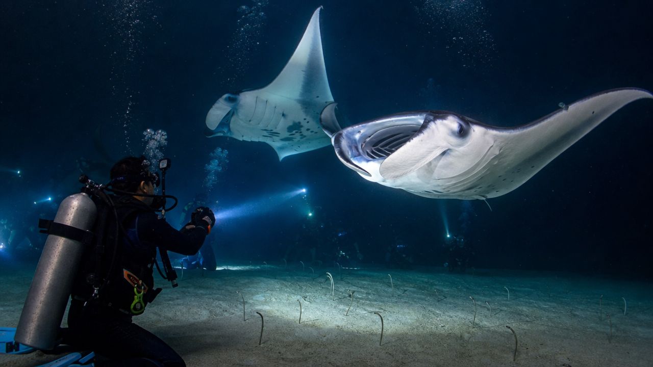 A scuba diver illuminates manta rays swimming in the dark ocean near the sandy seafloor.