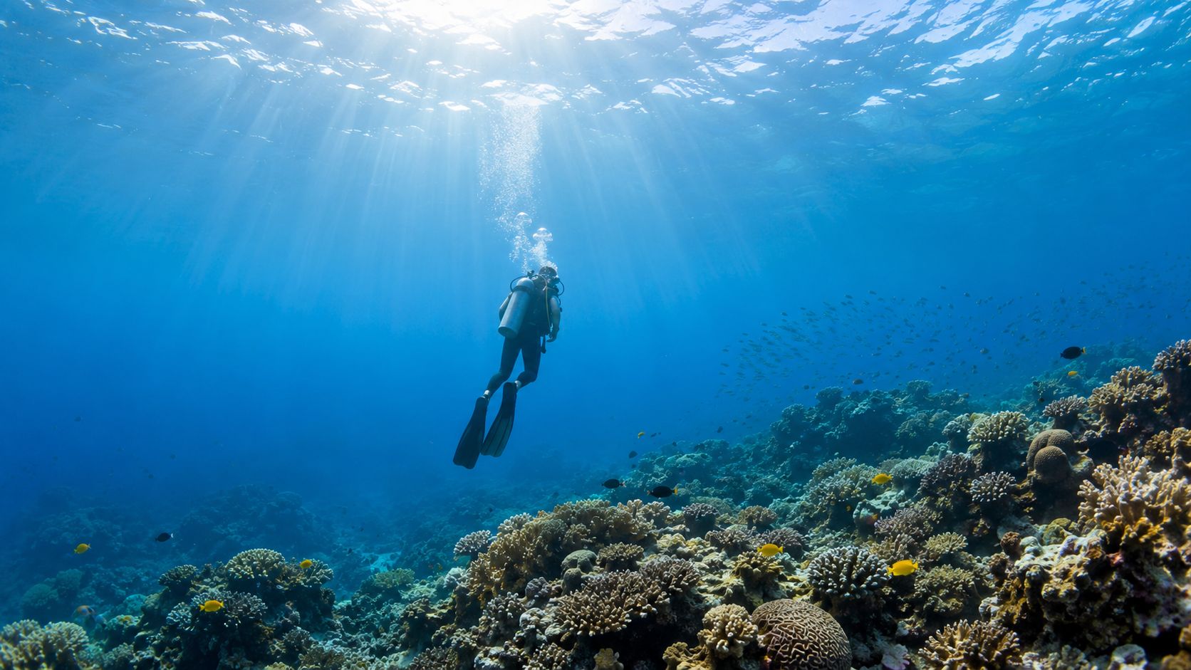 A scuba diver explores a vibrant coral reef surrounded by small tropical fish in deep blue water.
