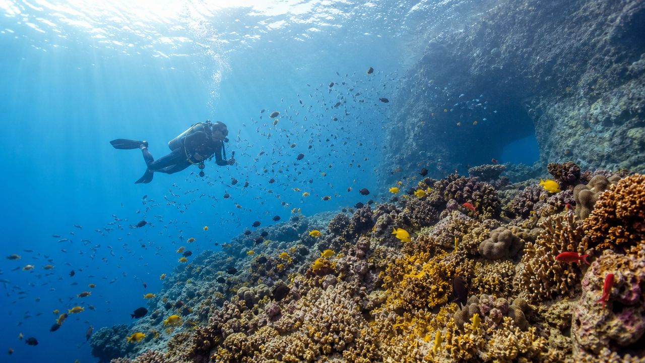 A scuba diver explores a colorful coral reef teeming with schools of small tropical fish in Hawaii.