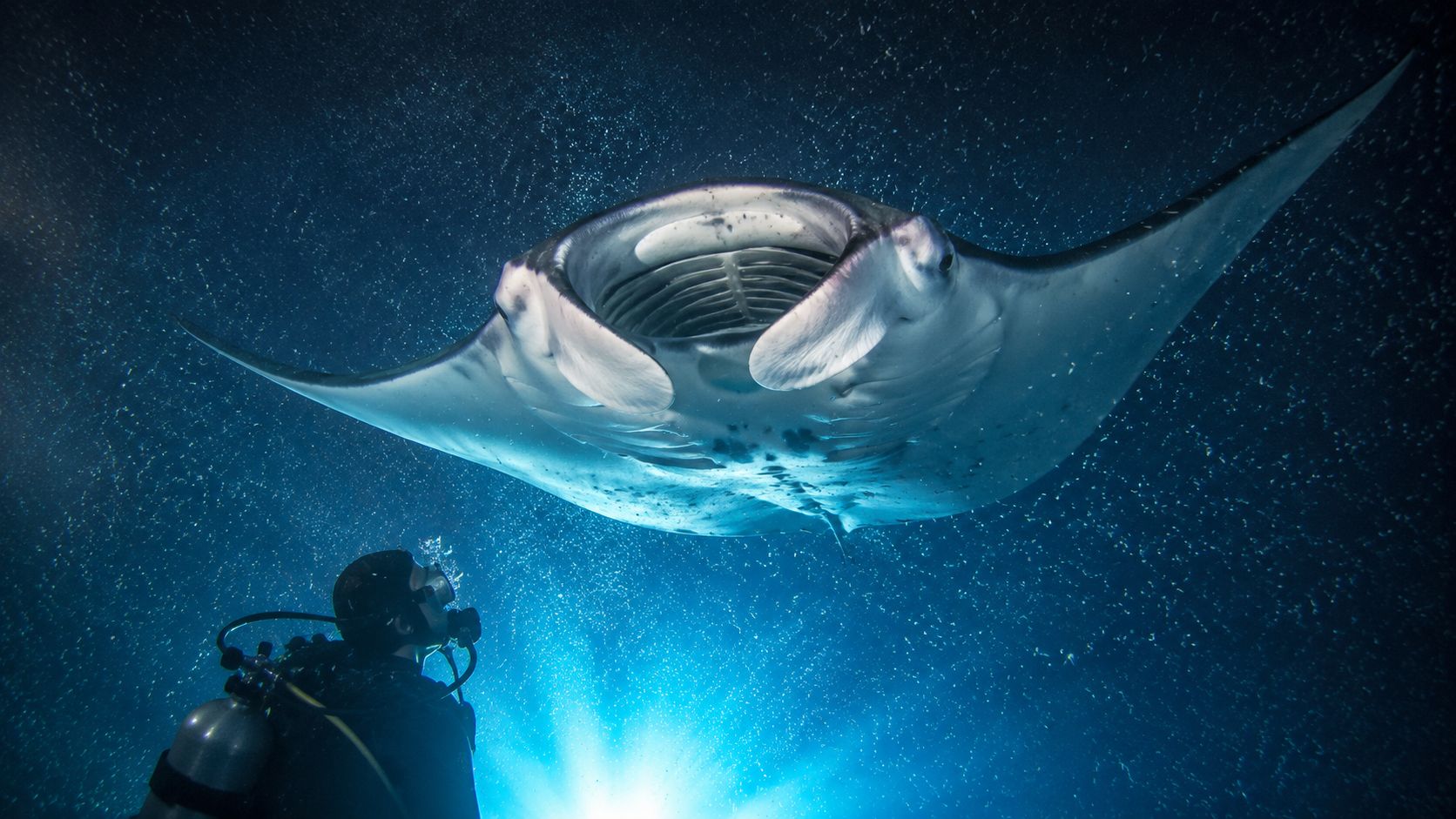A scuba diver experiences a close encounter with a large manta ray while night diving in Hawaii.