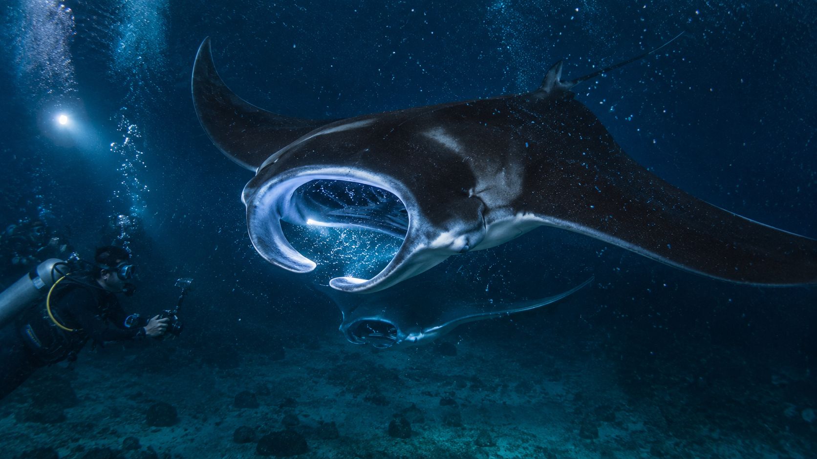 A scuba diver photographing a giant manta ray swimming underwater at night near Kona Hawaii.