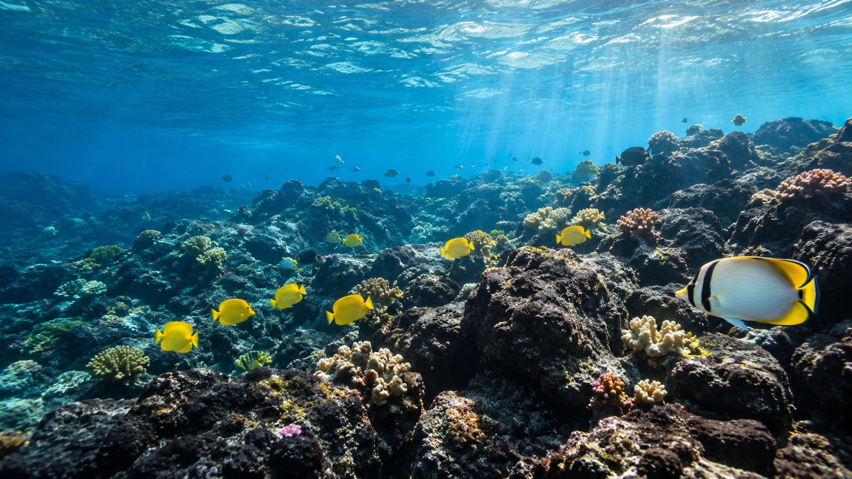 A scenic underwater view featuring a variety of tropical yellow fish swimming near colorful coral reefs.