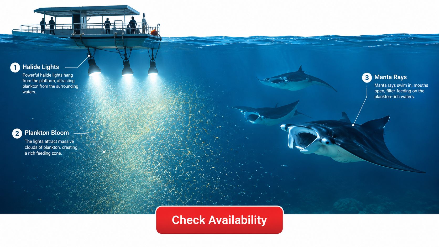 A boat at night shines bright underwater lights attracting plankton for manta rays to feed on.