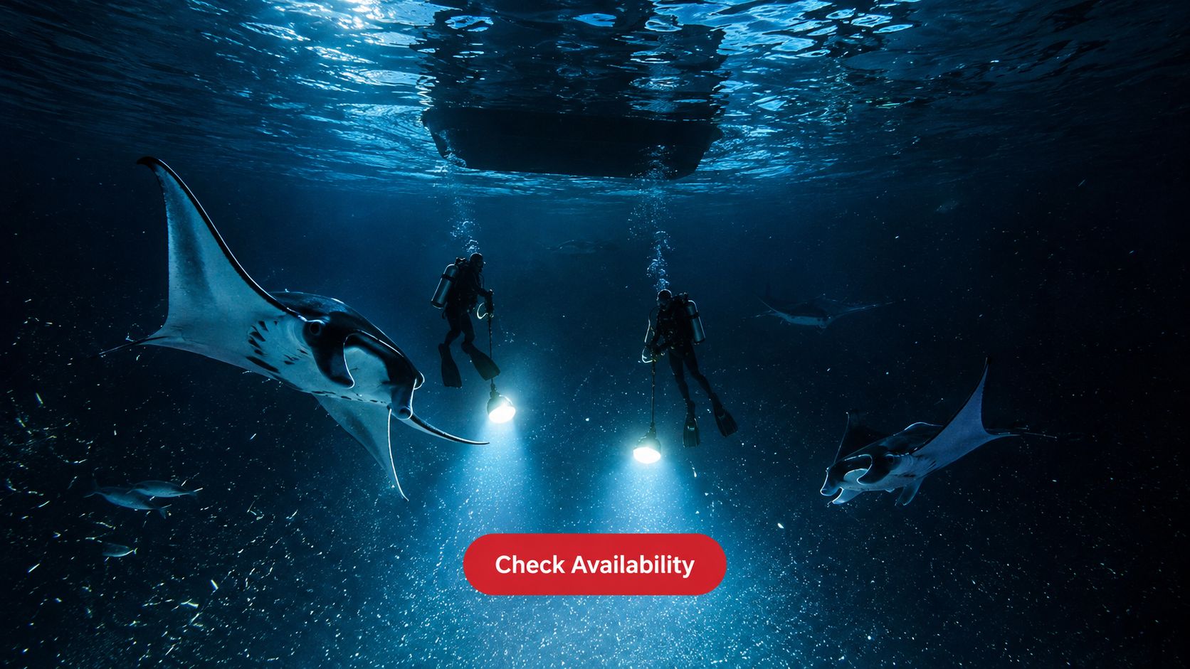 Scuba divers with underwater lights swimming with large manta rays during a dark night dive tour