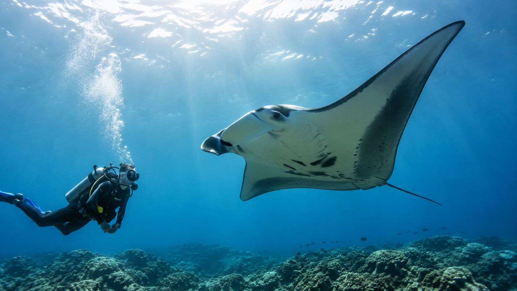 A scuba diver swims underwater near a large manta ray in the clear blue Hawaiian ocean.