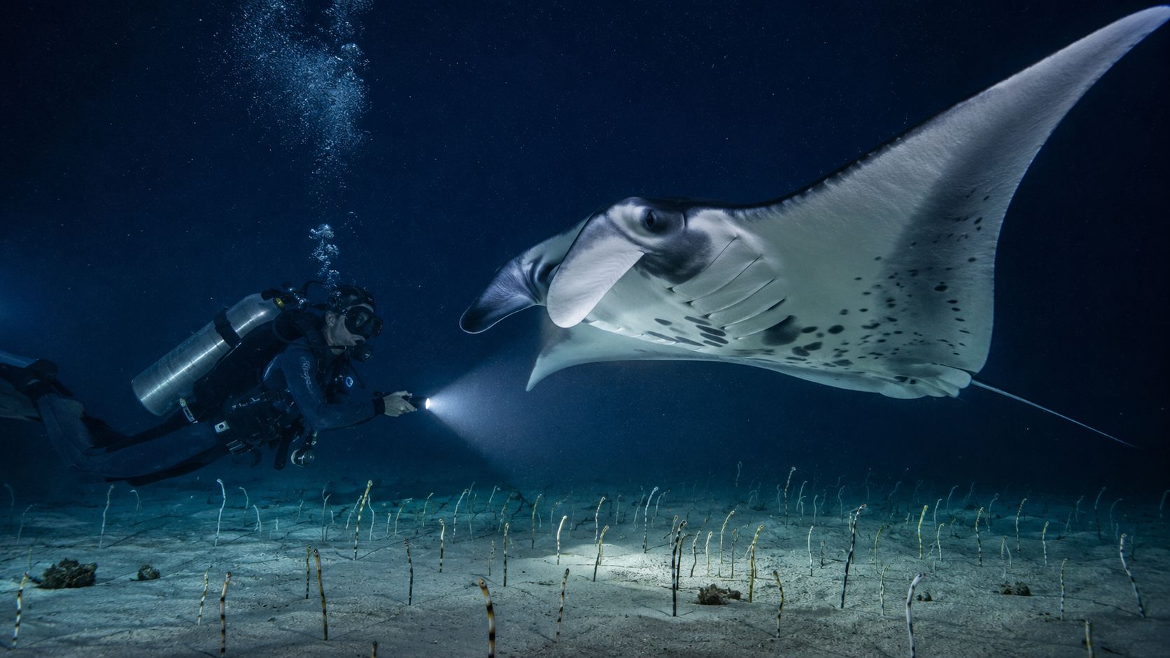 A scuba diver explores the dark ocean floor with a flashlight near a large manta ray.