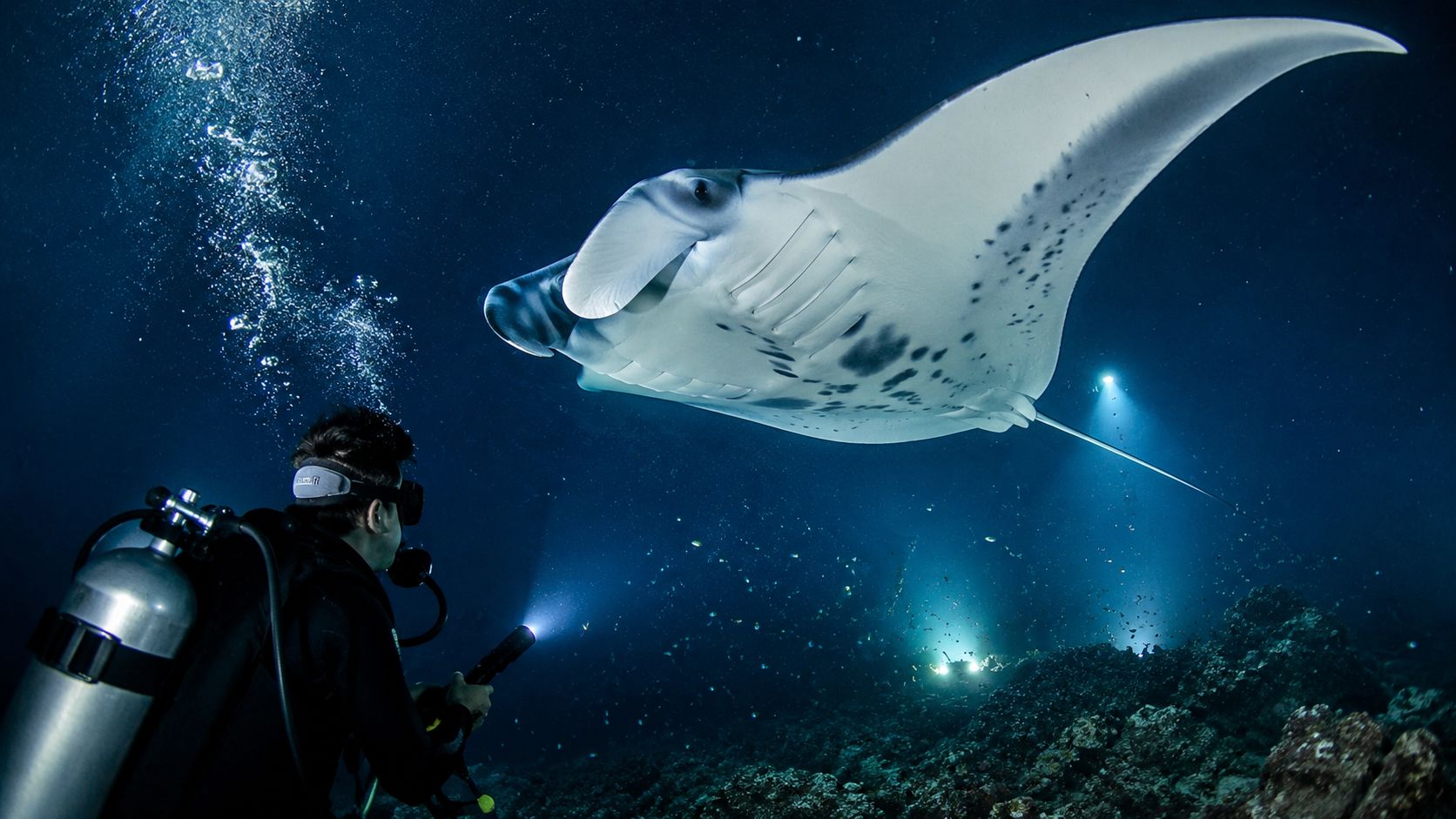 A scuba diver explores the underwater environment at night while a graceful manta ray swims nearby.