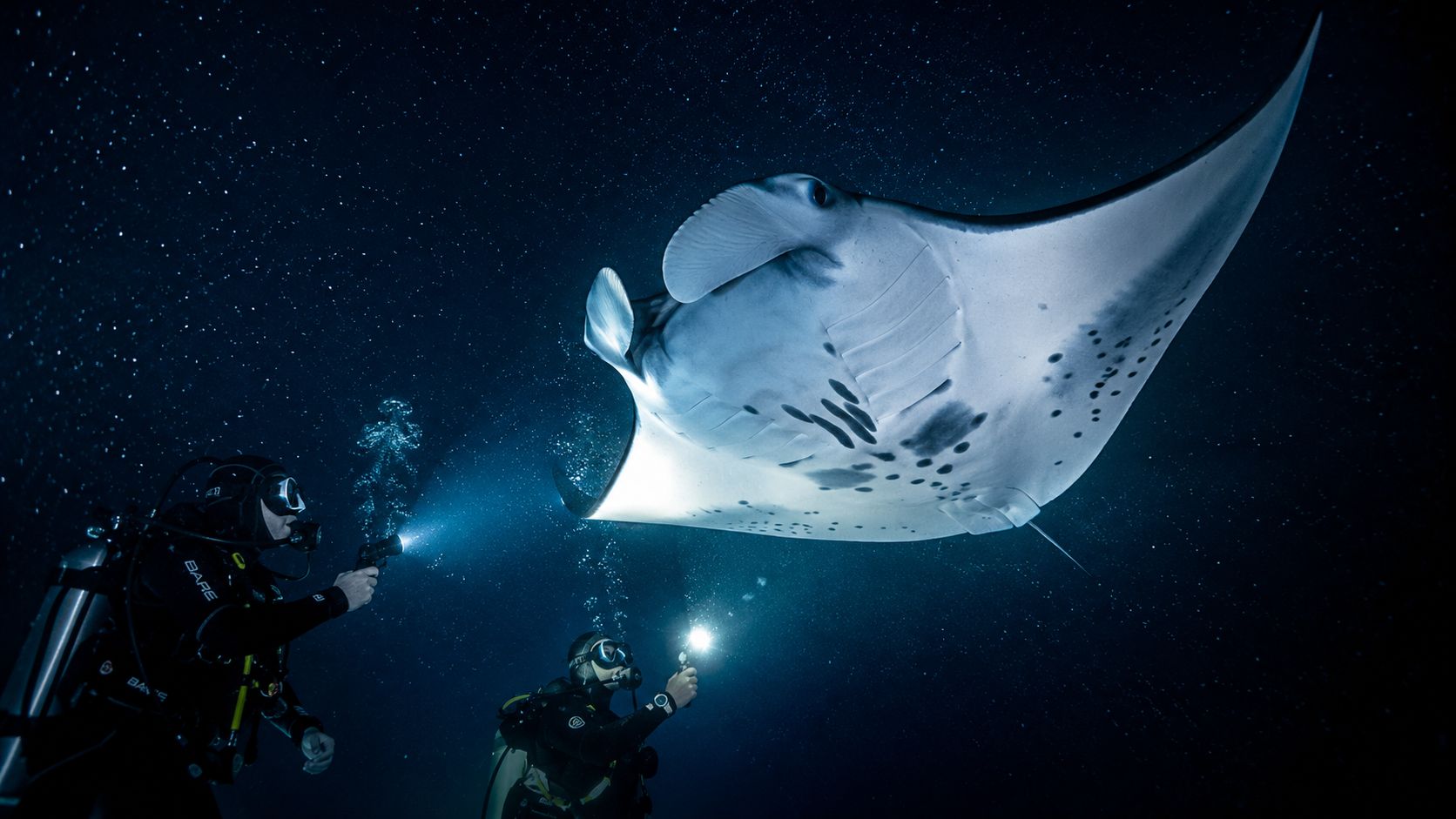 Two scuba divers using underwater flashlights to observe a majestic manta ray swimming in the dark ocean.